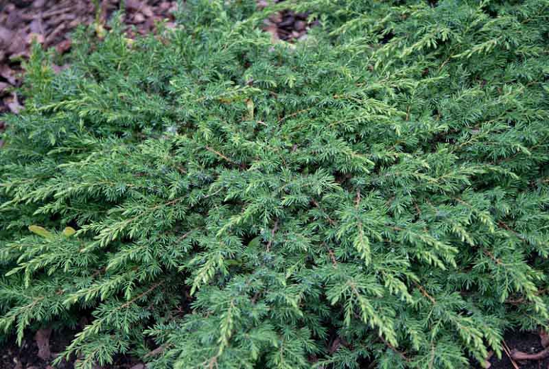 JUNIPERUS COMMUNIS GREEN CARPET